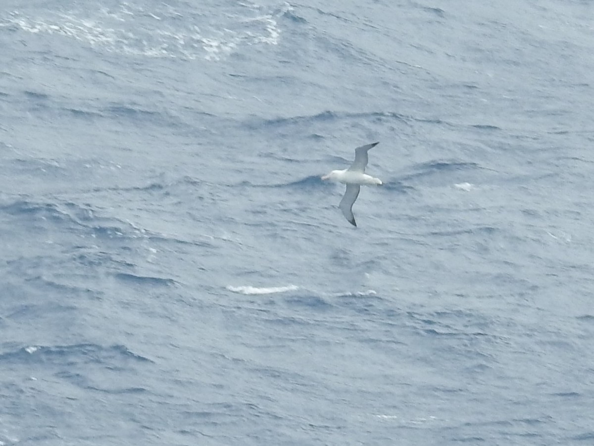 Snowy/Tristan/Antipodean Albatross - ML538275251