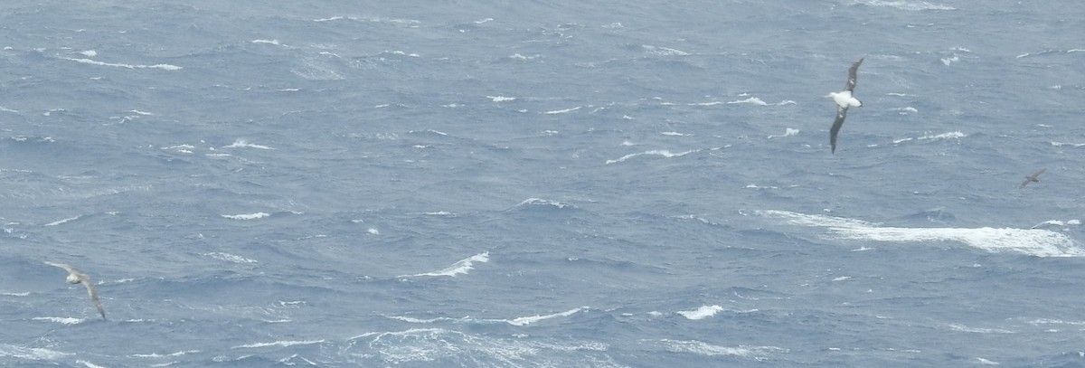 Snowy/Tristan/Antipodean Albatross - ML538275271