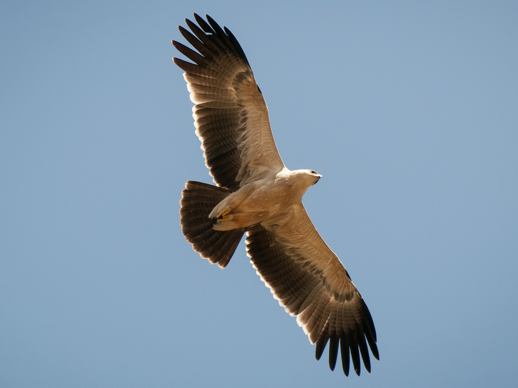 Tawny Eagle - Hans Sinke