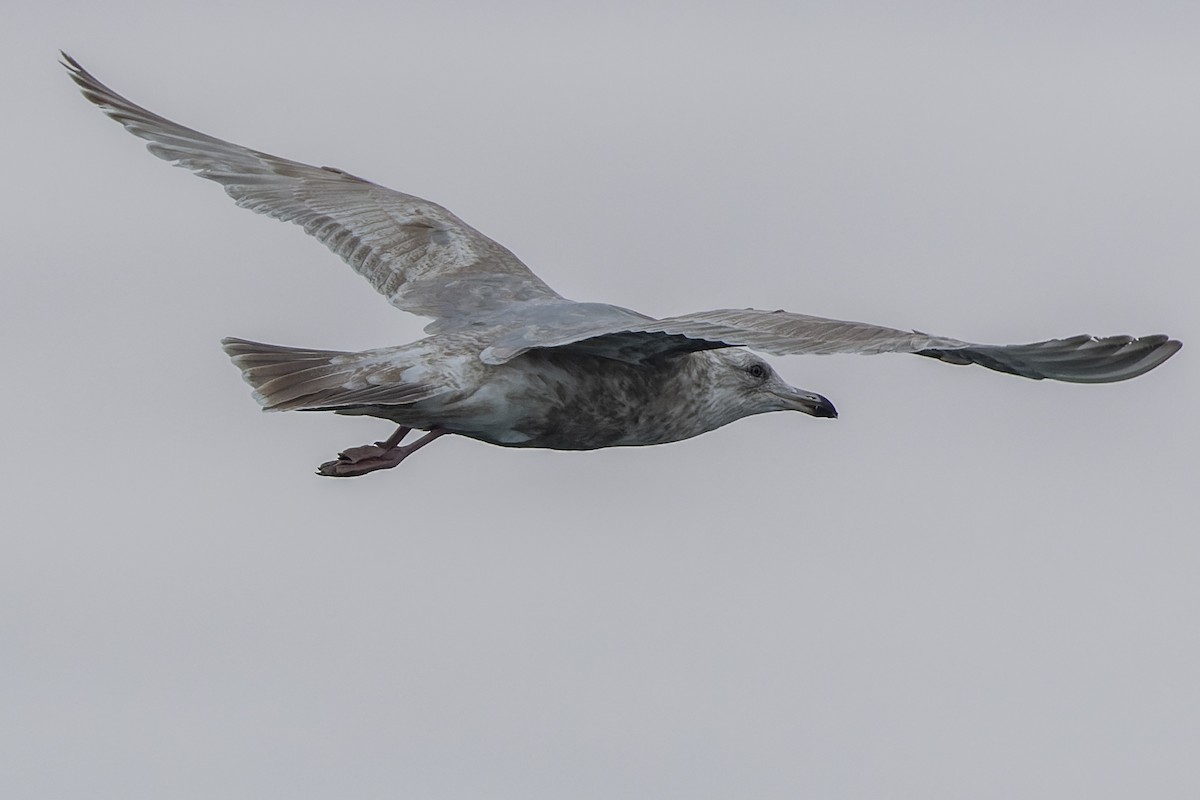 Herring x Glaucous-winged Gull (hybrid) - ML538284291