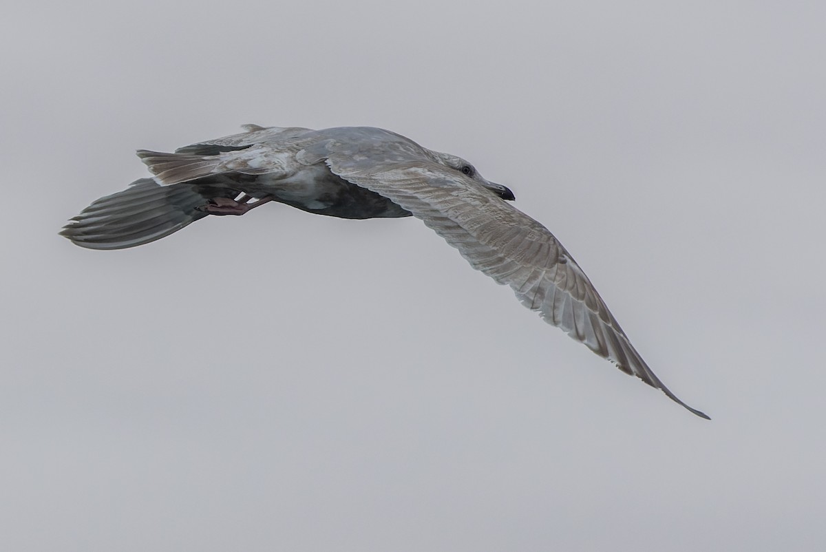 Herring x Glaucous-winged Gull (hybrid) - Joachim Bertrands