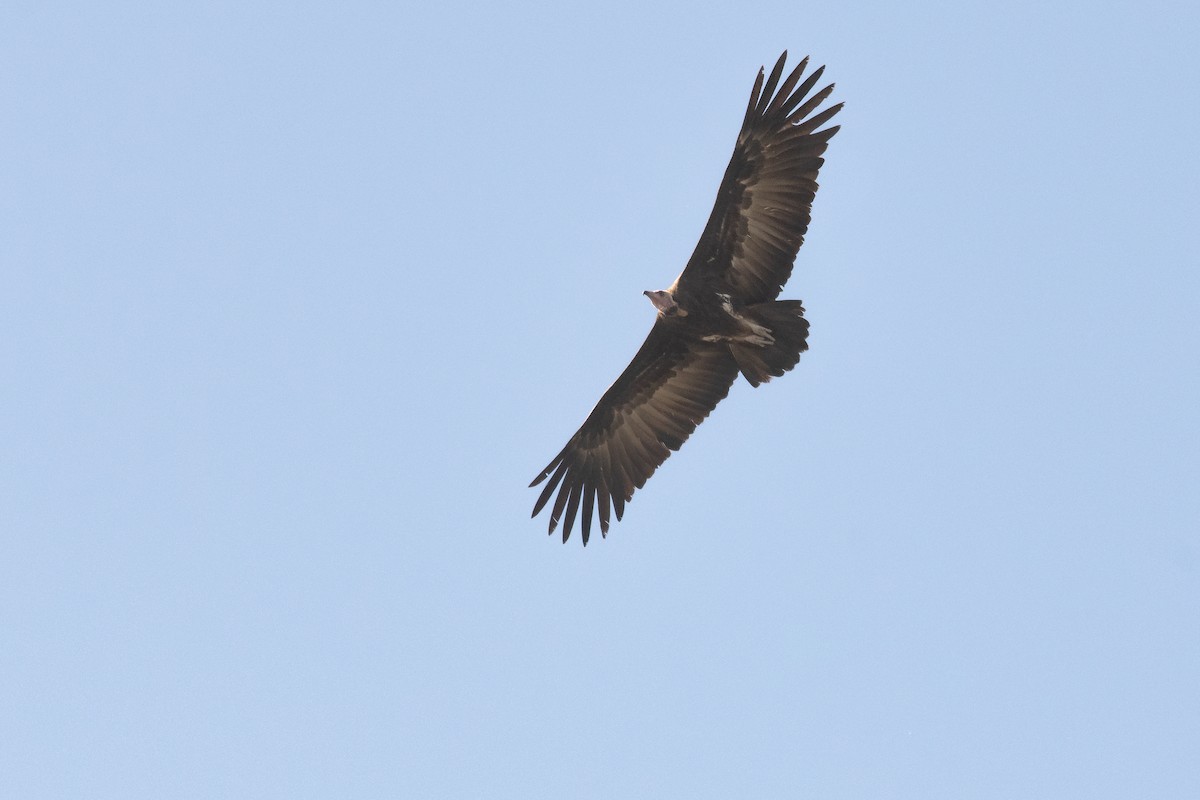 Hooded Vulture - ML538284351