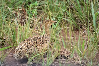 Spotted Nothura, ML538286091