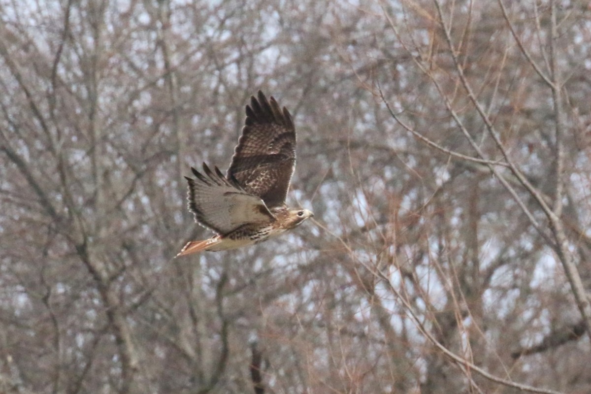 Red-tailed Hawk - Robin L.