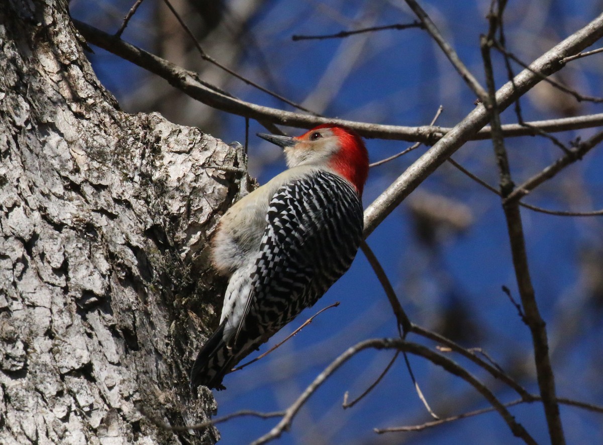 Red-bellied Woodpecker - Robin L.