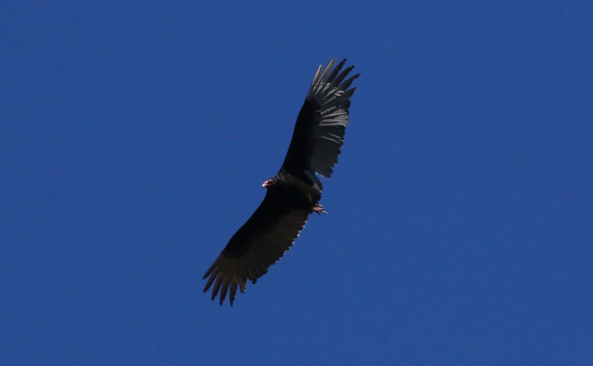 Turkey Vulture - ML538291181