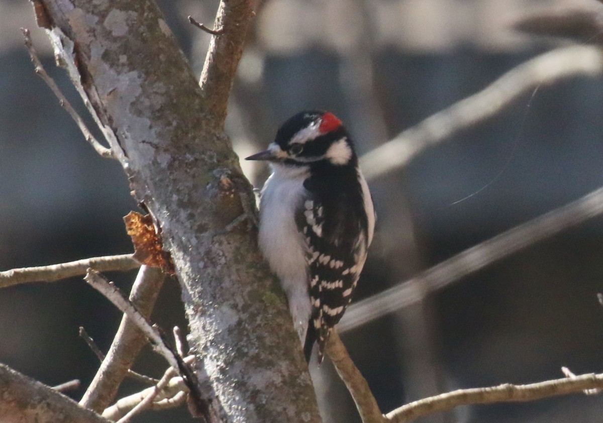 Downy Woodpecker - Robin L.