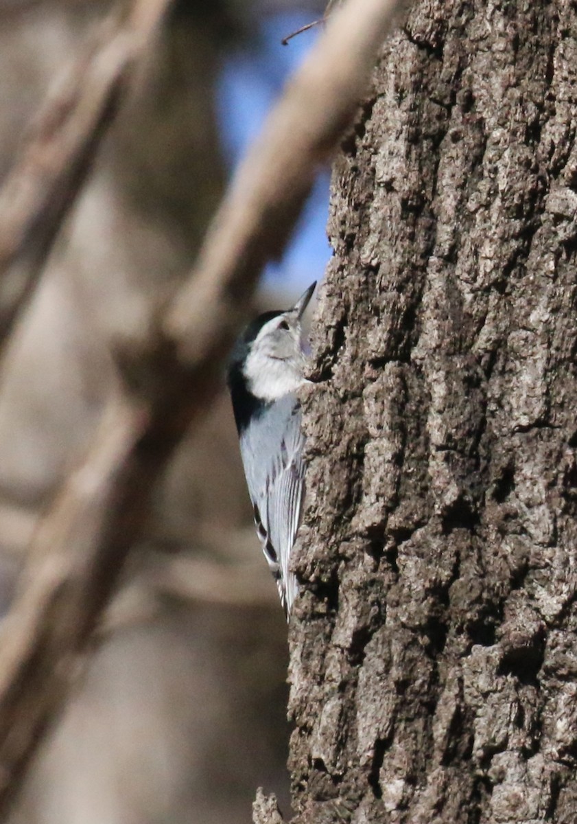 White-breasted Nuthatch - ML538292661