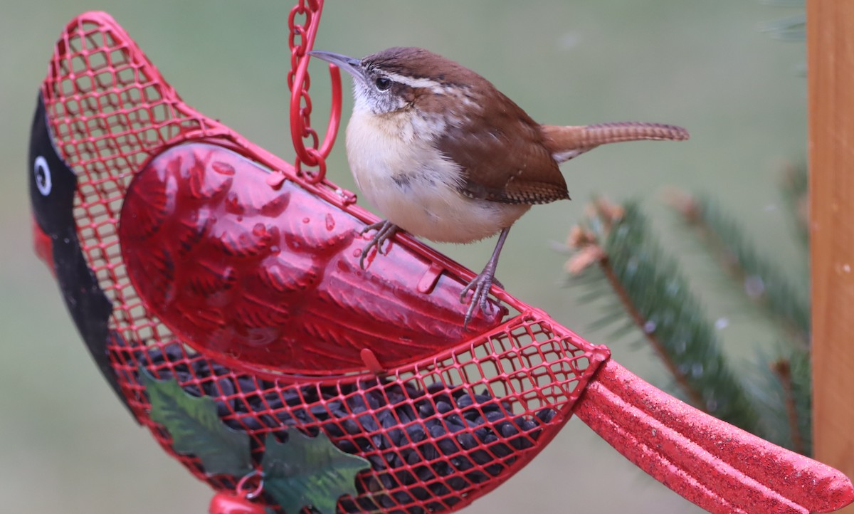 Great Backyard Bird Count Checklist 17 Feb 2023 Seneca PA Woodland