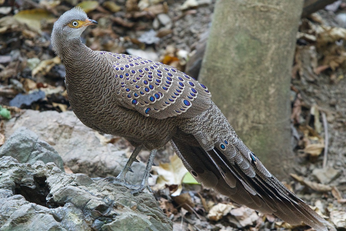 Gray Peacock-Pheasant - Sam Hambly