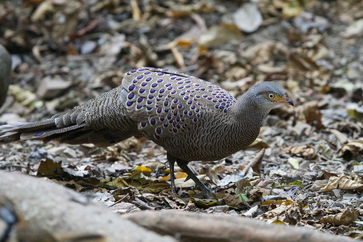Gray Peacock-Pheasant - ML538293431