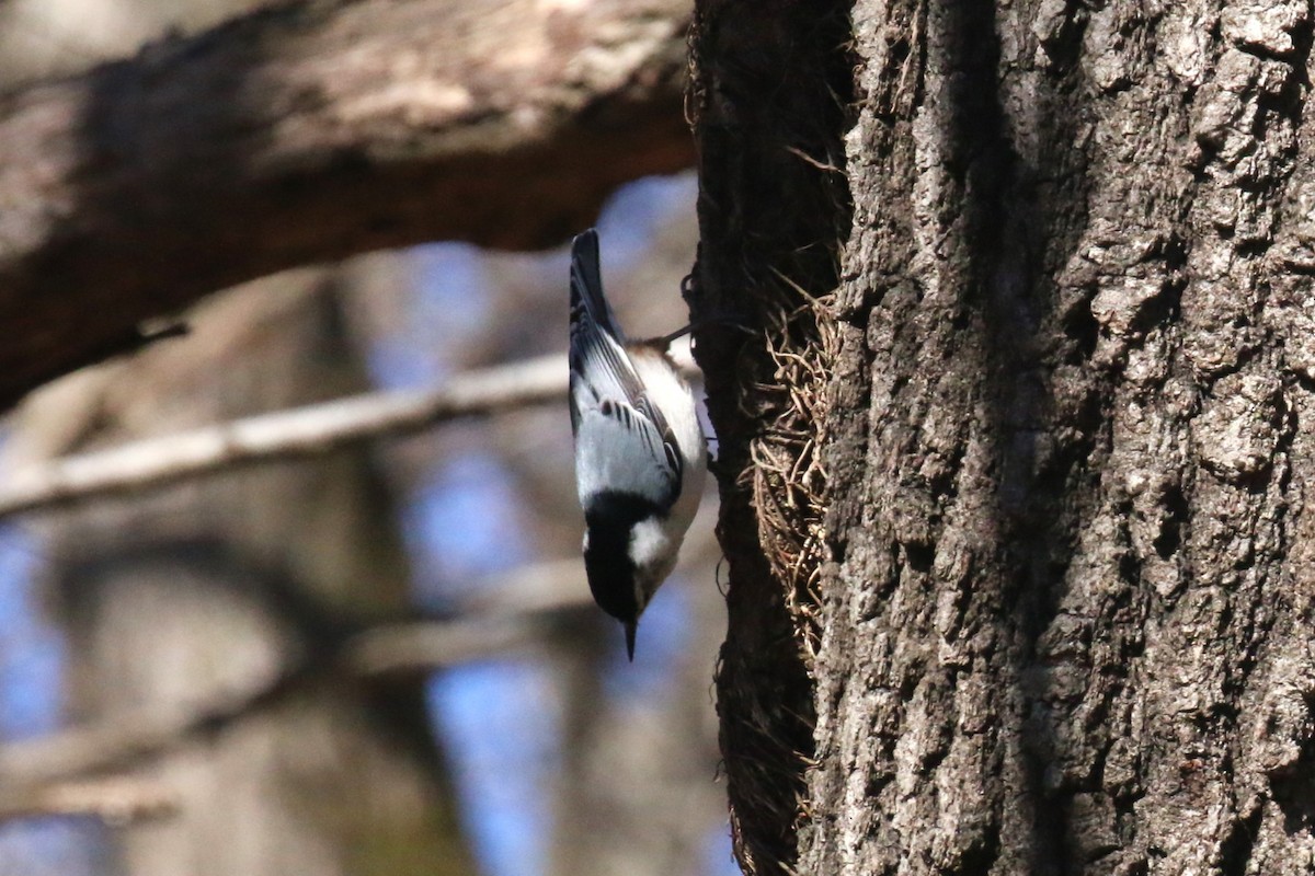 White-breasted Nuthatch - ML538294471