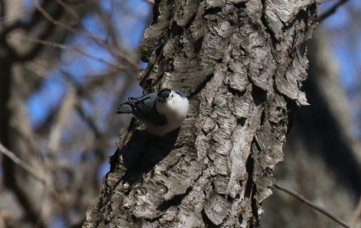 White-breasted Nuthatch - ML538295241