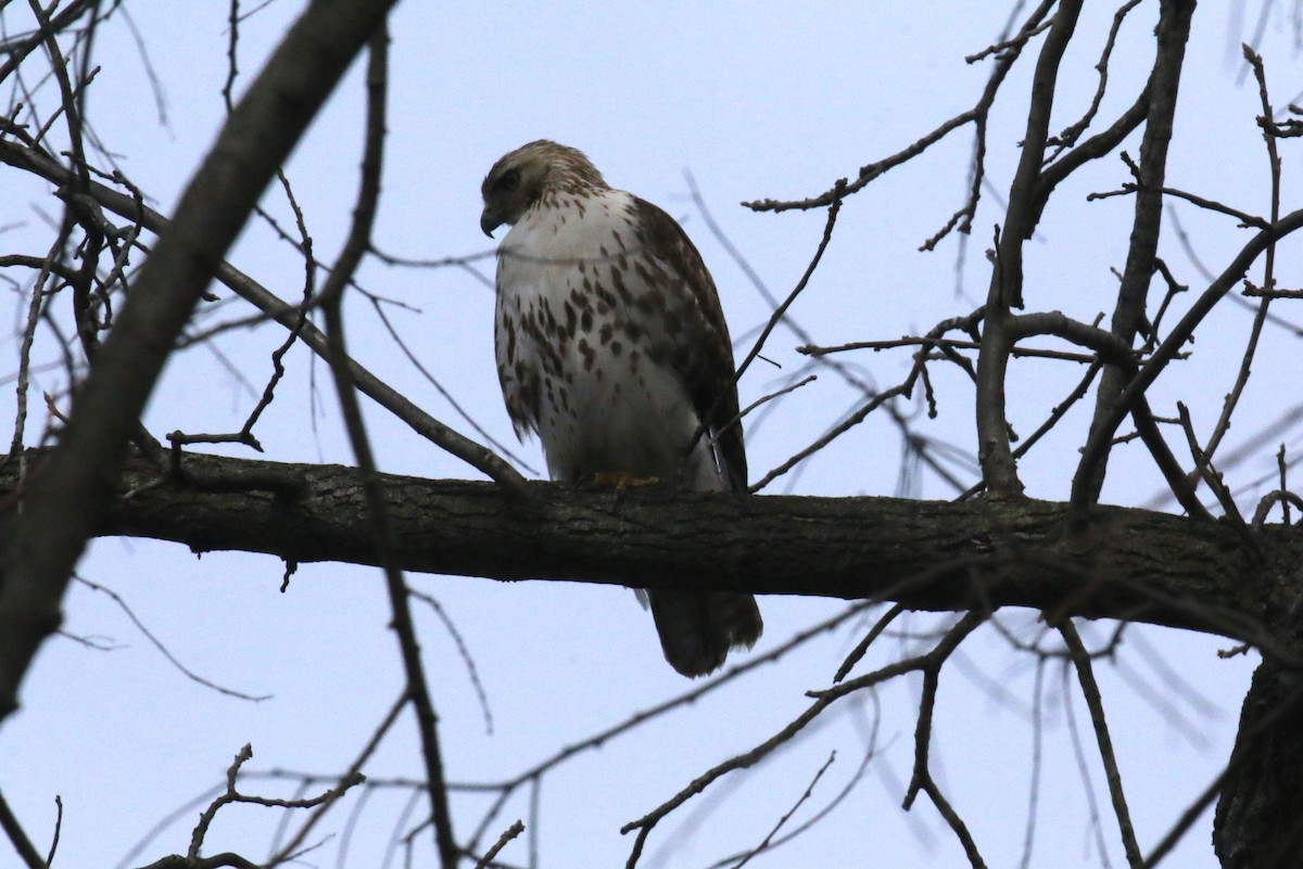 Red-tailed Hawk - ML538297031