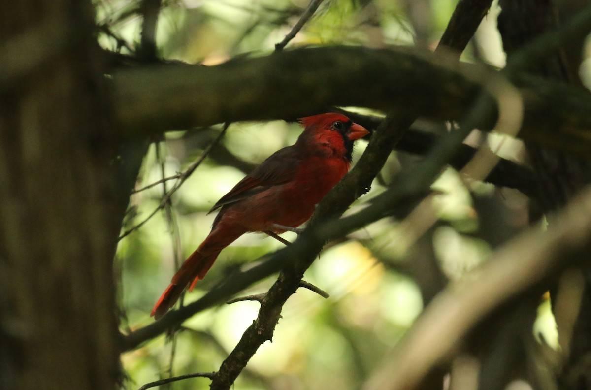 Northern Cardinal - Robin L.