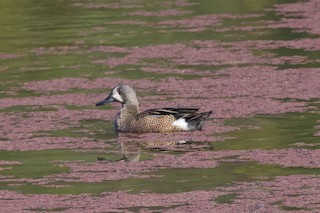 Blue-winged Teal, ML538309821