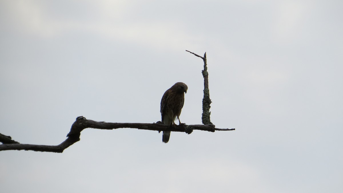 eBird Checklist 20 Apr 2017 Cades Cove, Sparks Lane 28 species