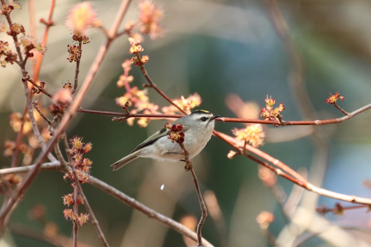eBird Checklist 22 Feb 2023 Stumpy Lake Natural Area 37 species