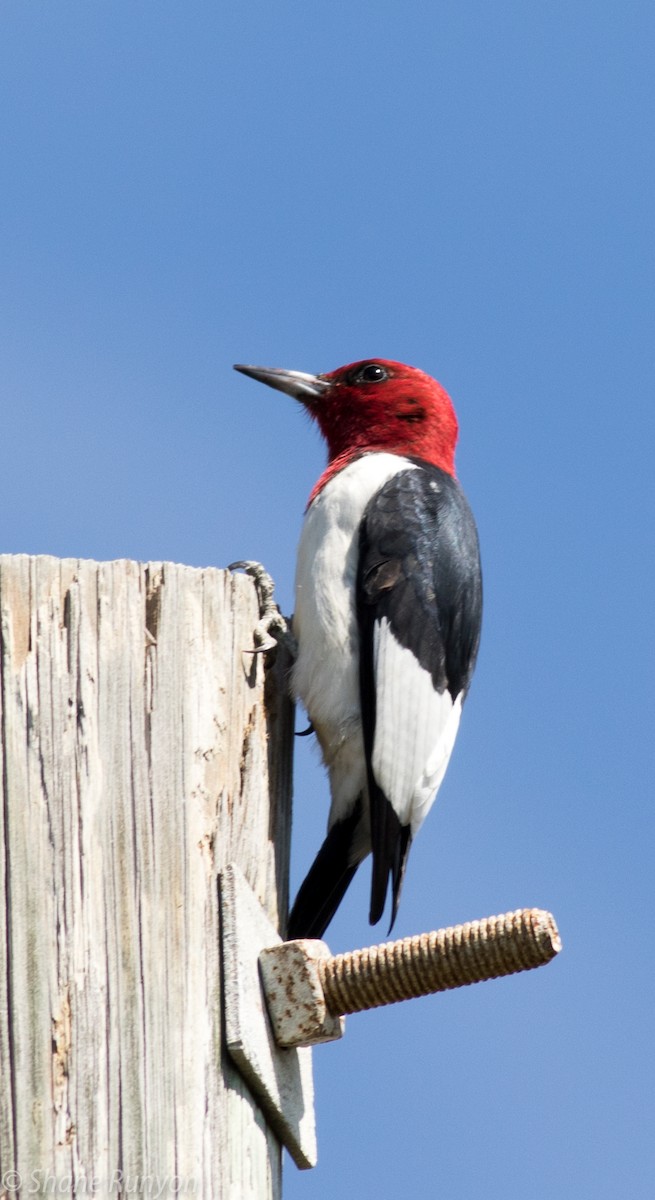 Red-headed Woodpecker - Shane Runyon