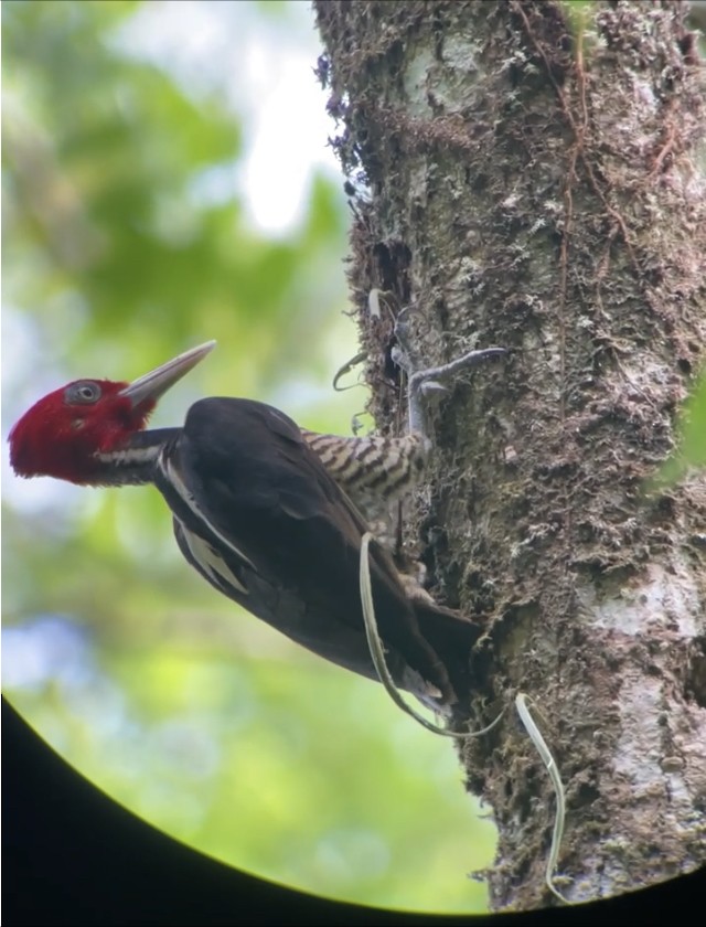 Pale-billed Woodpecker - ML538324511
