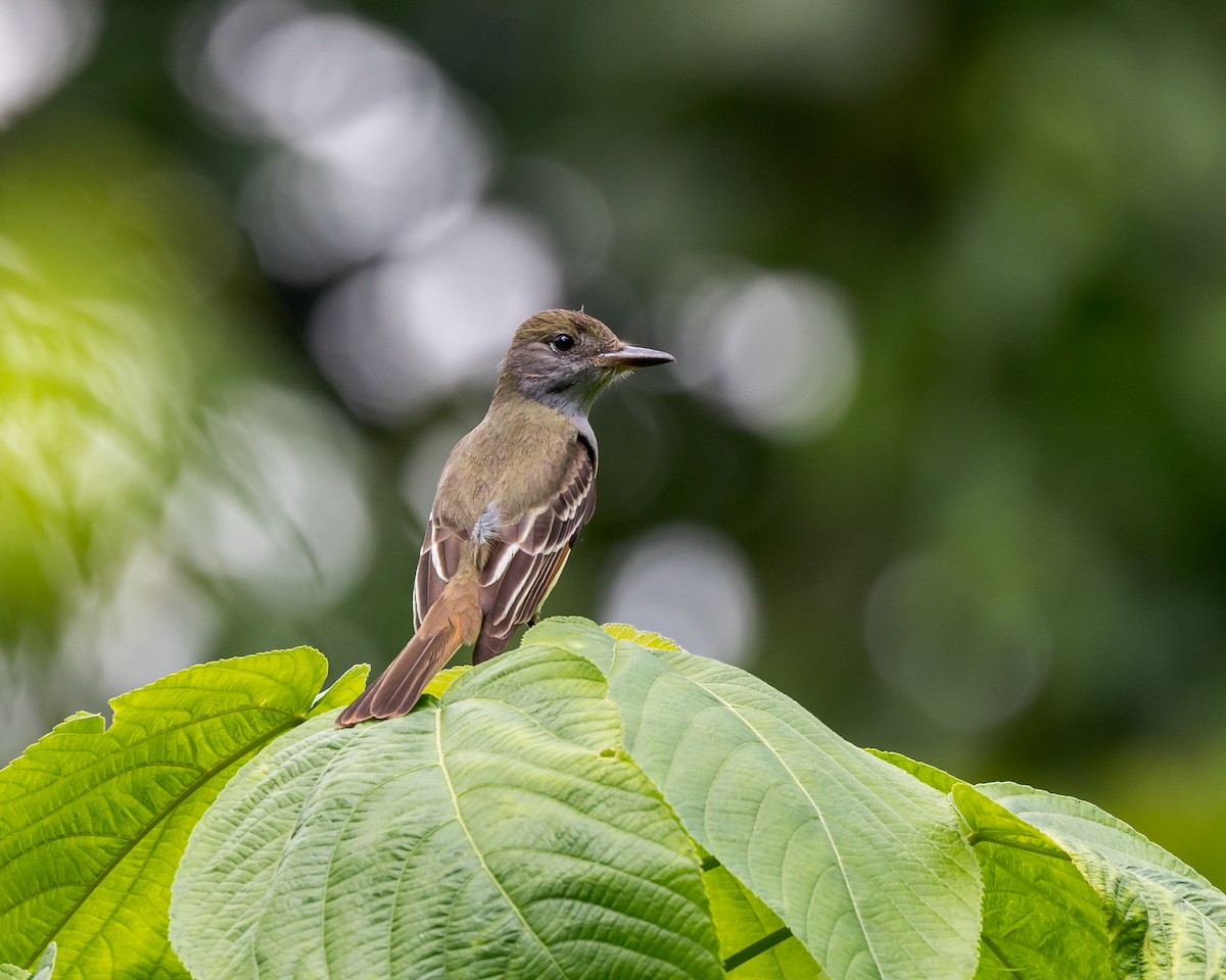 Great Crested Flycatcher - ML538325321