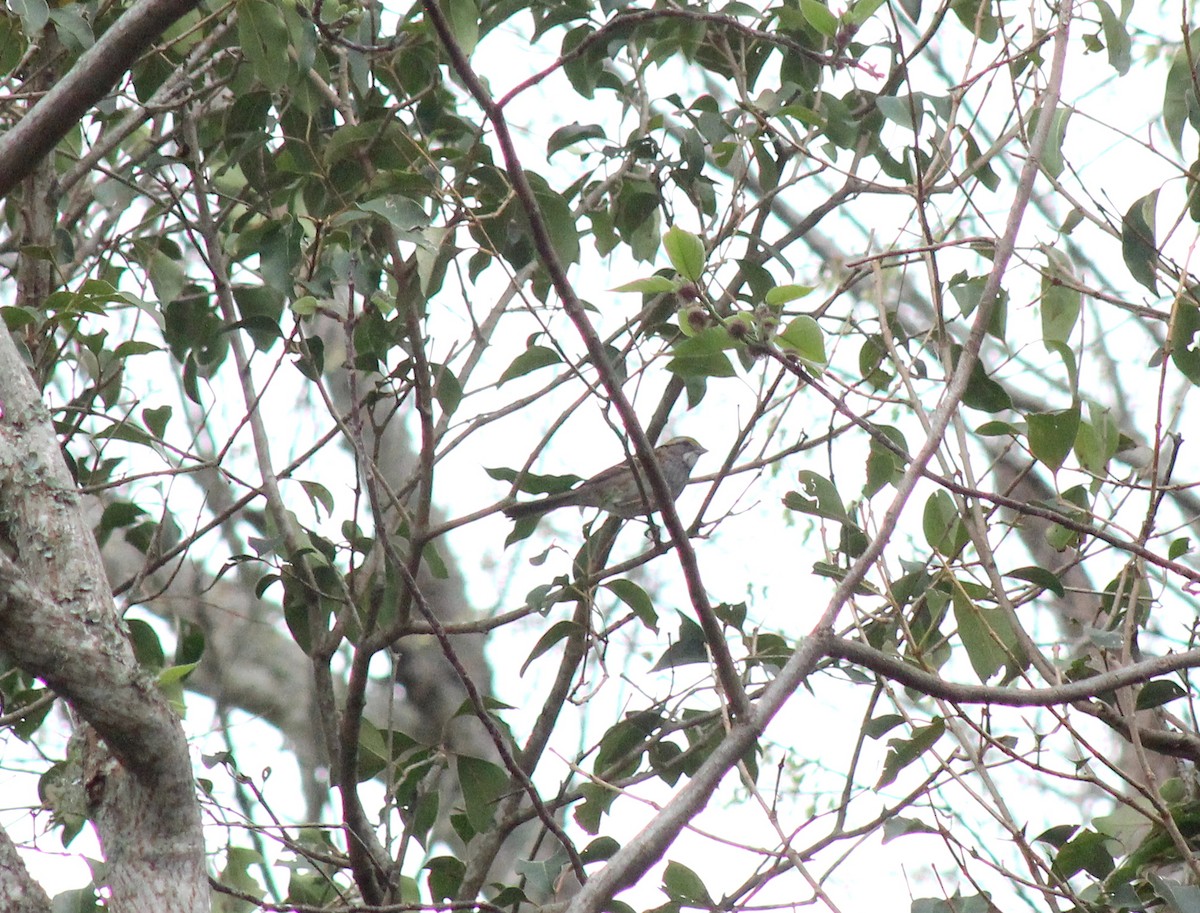 White-throated Sparrow - Shannon Hodgson
