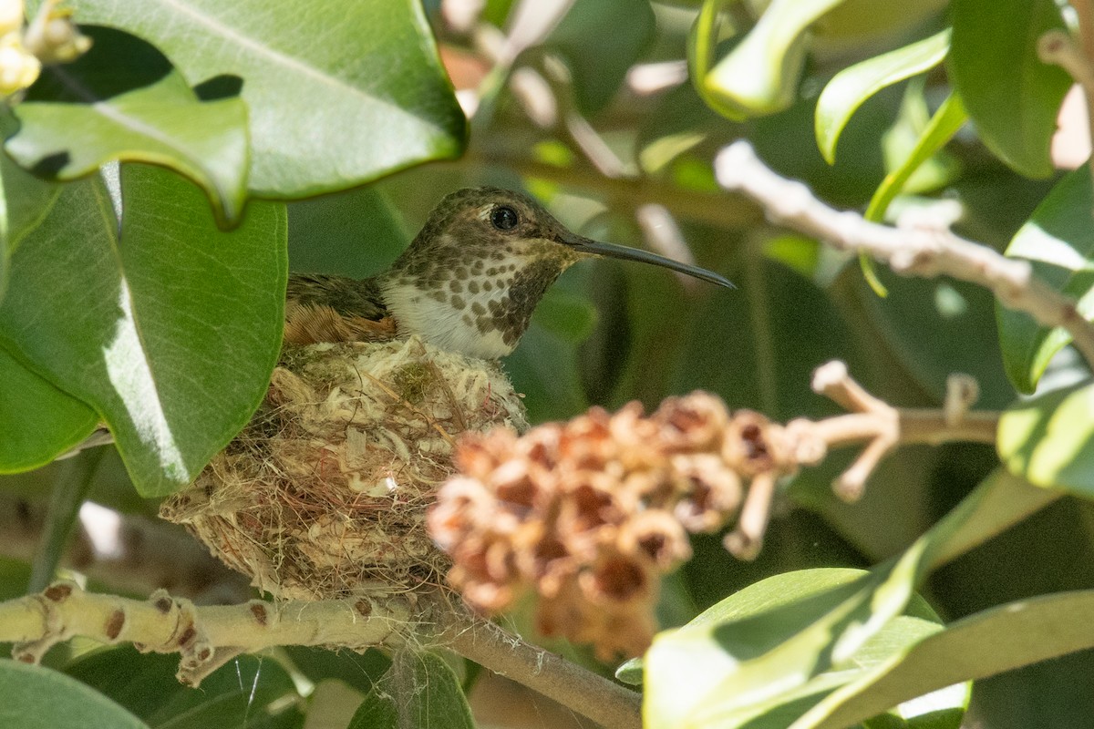 Allen's Hummingbird - ML538329881