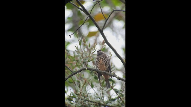  - White-cheeked Cotinga