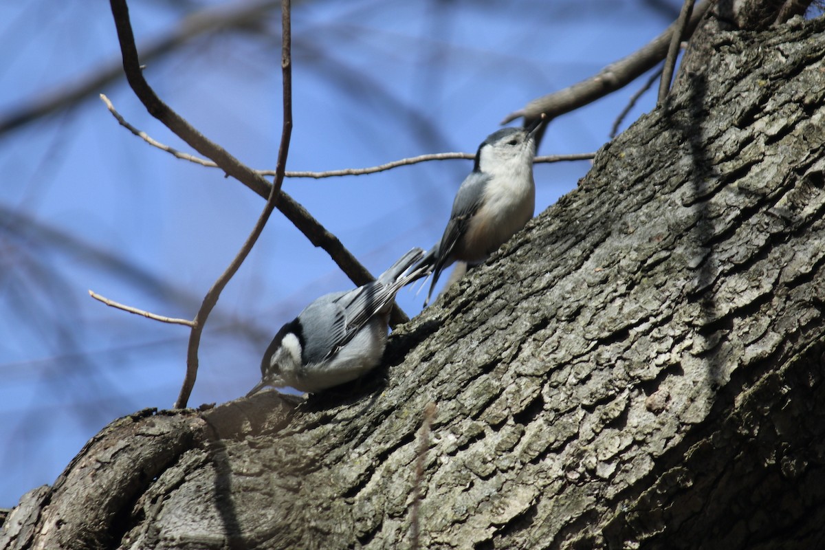 White-breasted Nuthatch - ML538336891