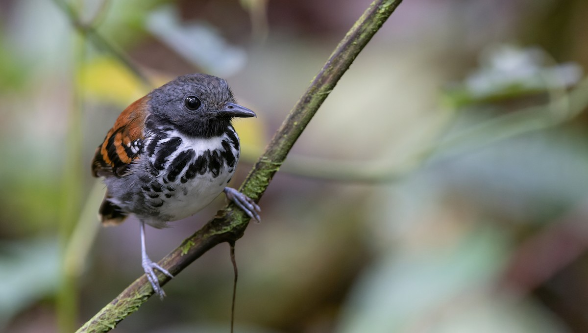 Spotted Antbird - ML538337001