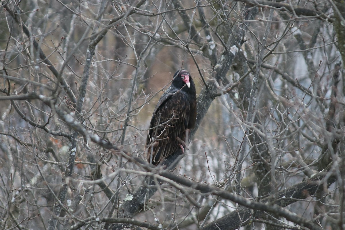 Turkey Vulture - Fred Seifert