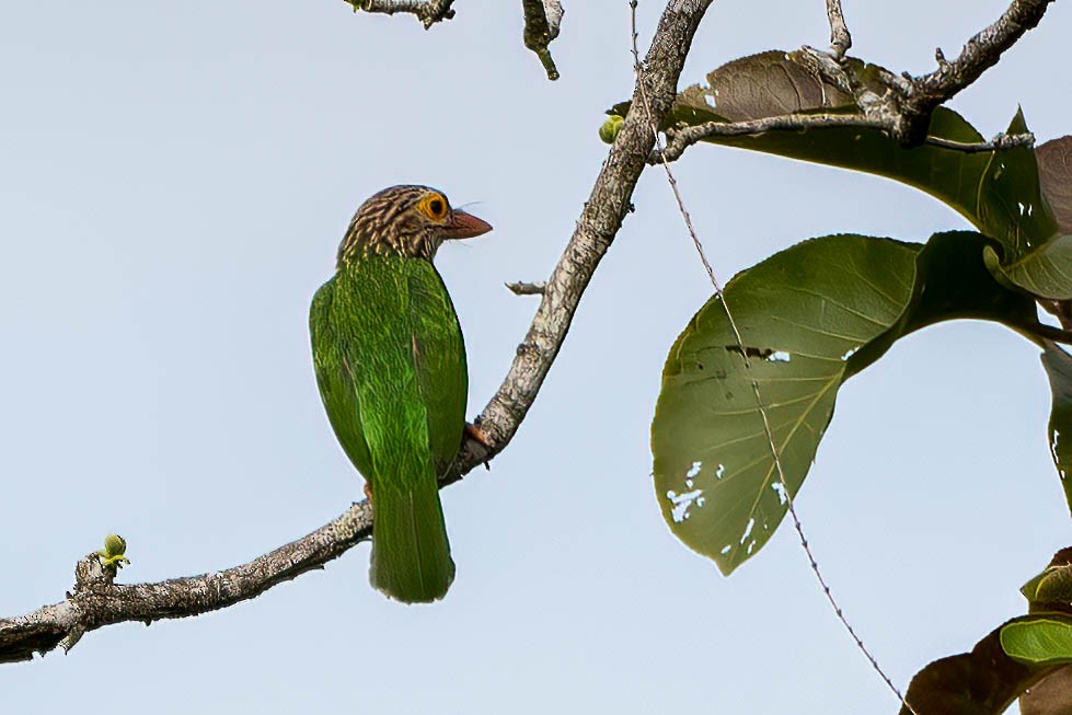 Lineated Barbet - Gustino Lanese