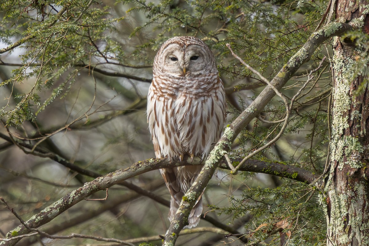 Barred Owl - Alex Sauerbrunn
