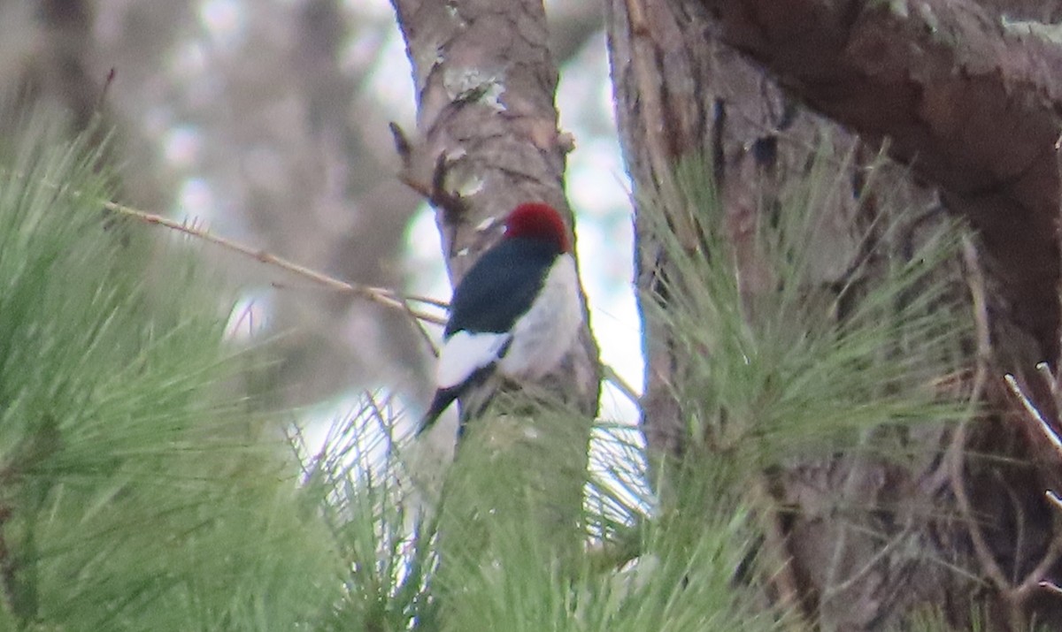 Red-headed Woodpecker - ML538342251
