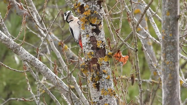 Great Spotted Woodpecker - ML538344921