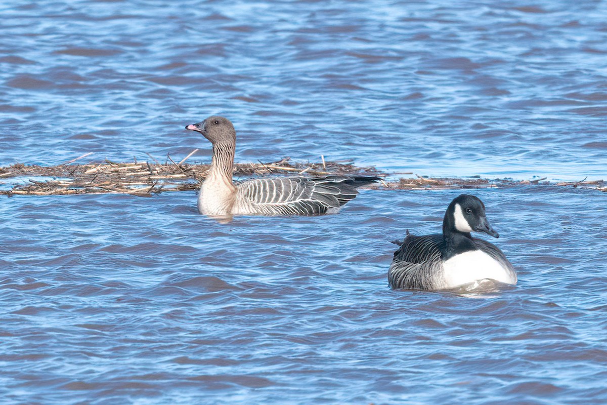 Pink-footed Goose - Richard Stern