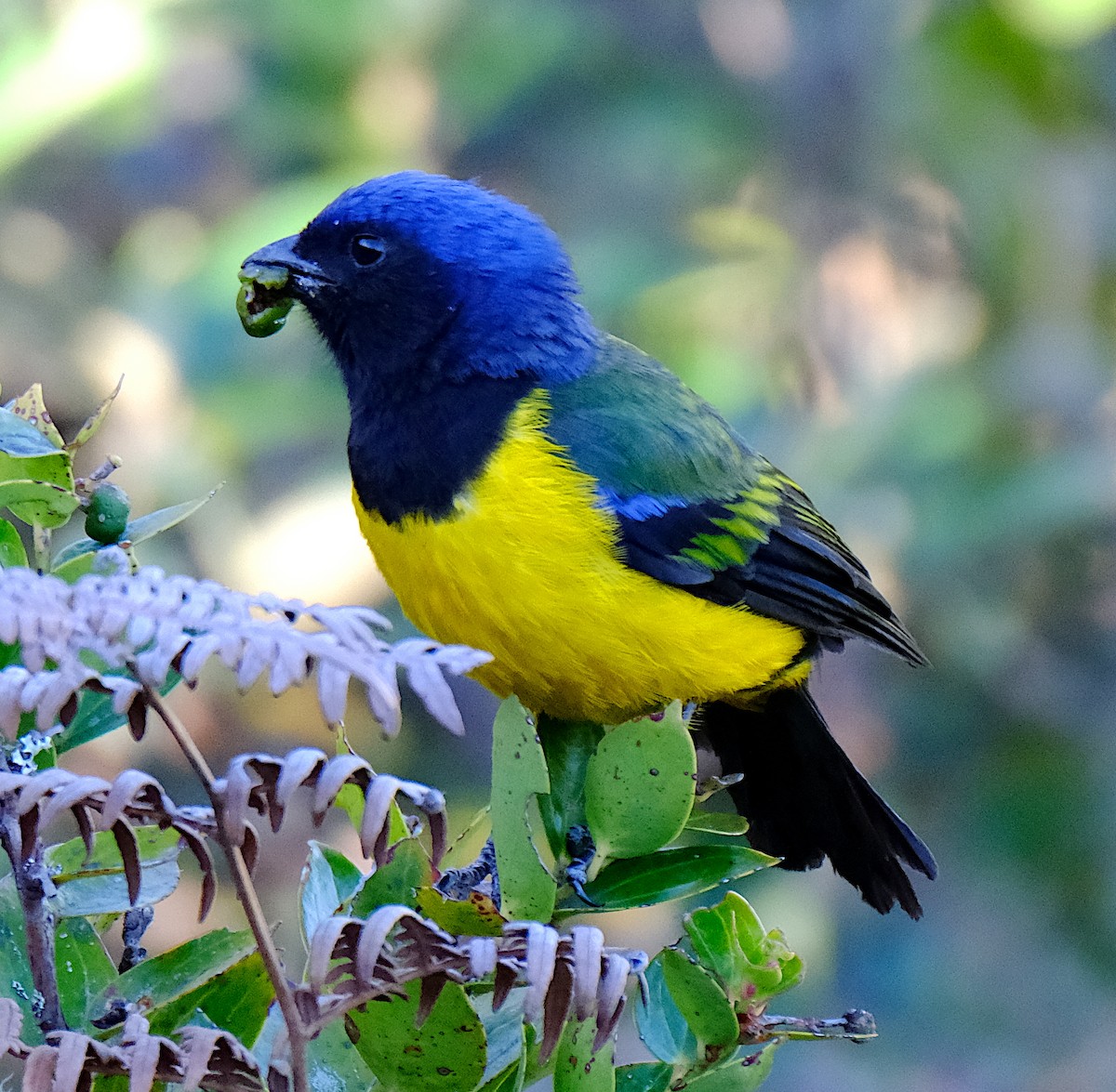 Black-chested Mountain Tanager - ML538348701