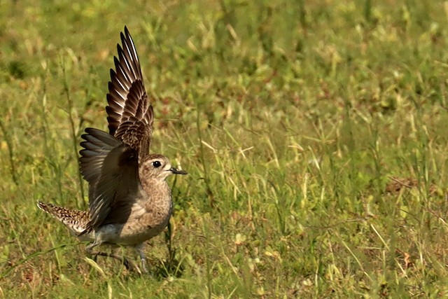 Definitive Basic American Golden-Plover. - American Golden-Plover - 