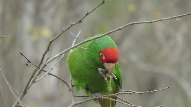 Guayaquil Papağanı - ML538356191