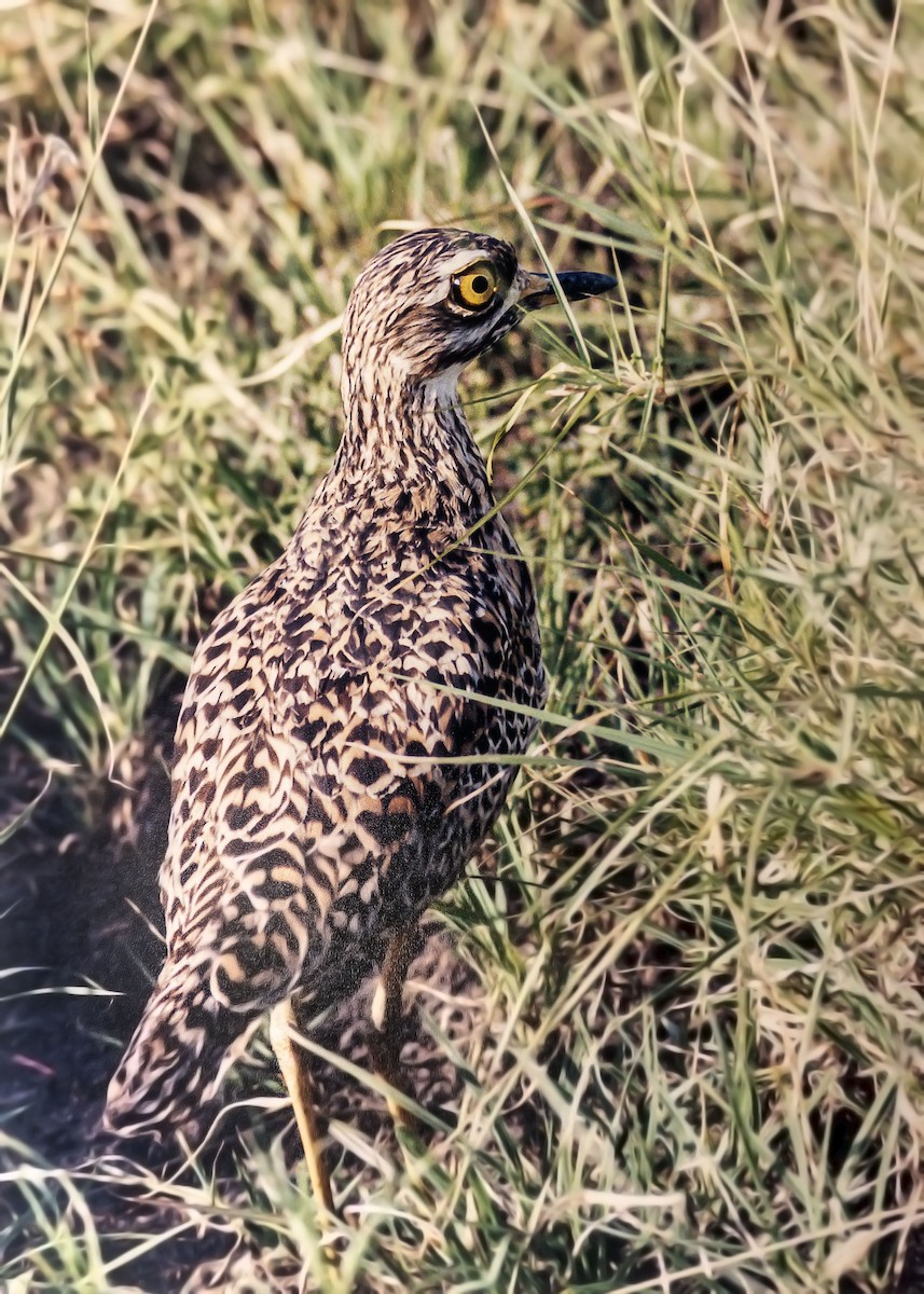 Spotted Thick-knee - Matthew Pendleton