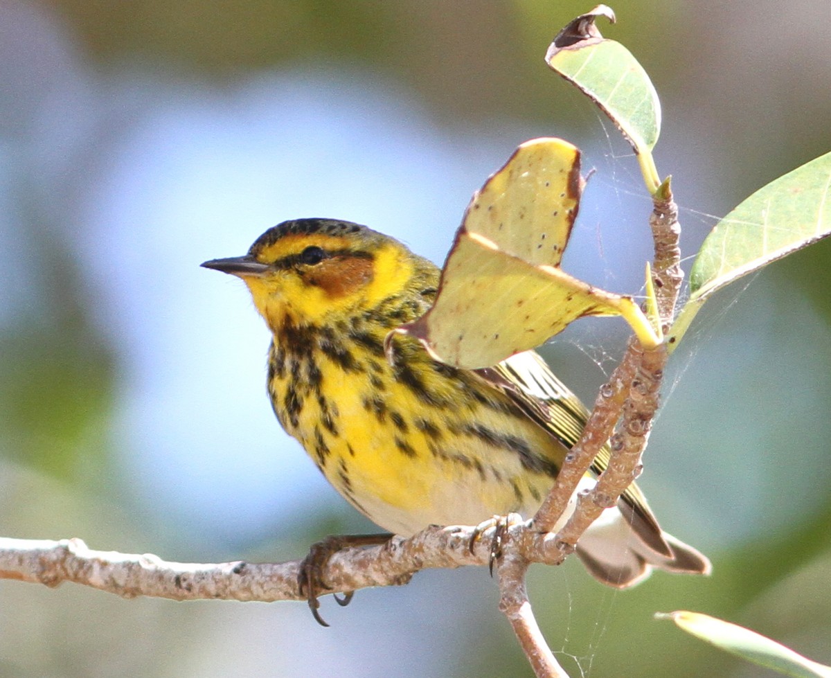 Cape May Warbler - ML53836541