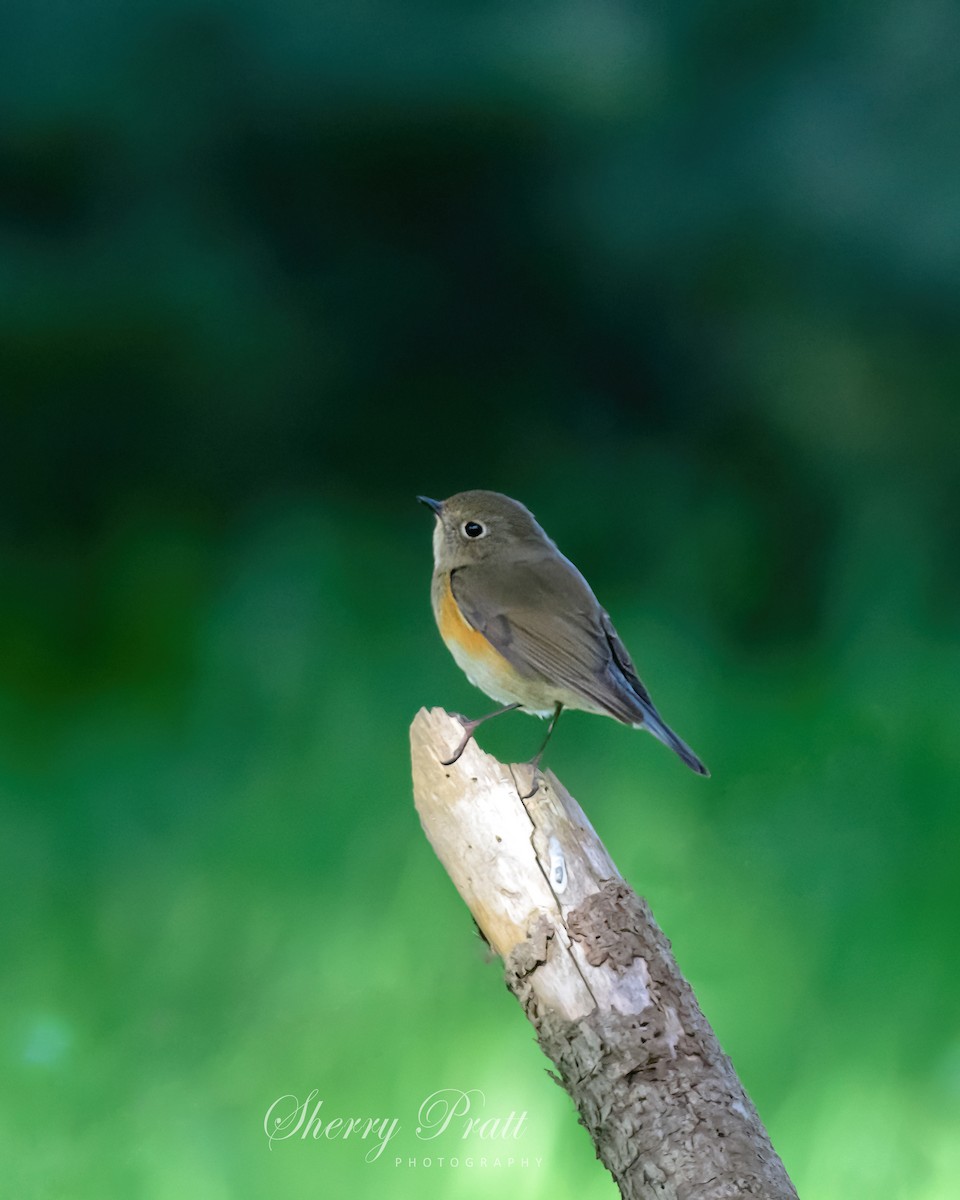 Red-flanked Bluetail - ML538371461