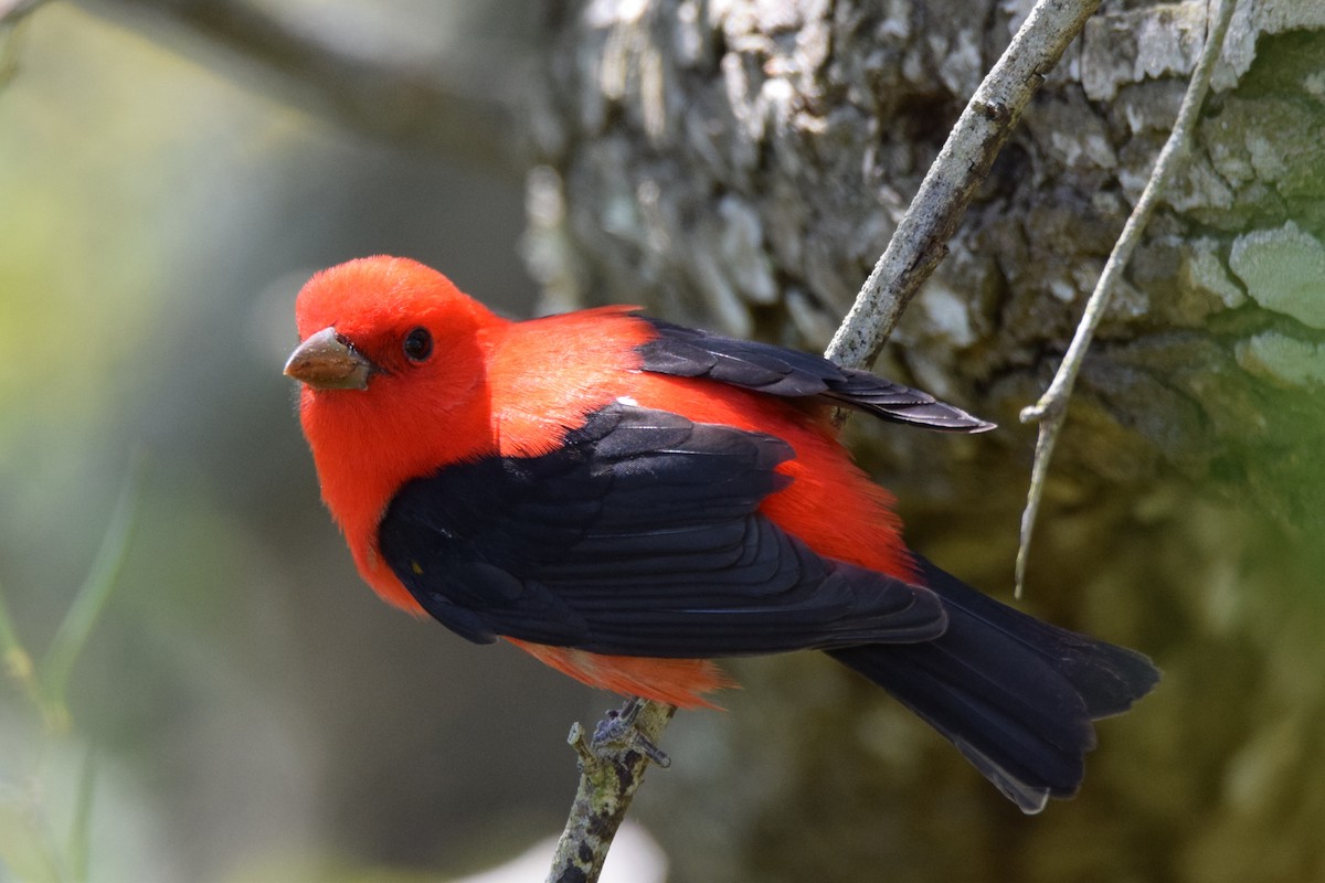 Scarlet Tanager - ML53837371
