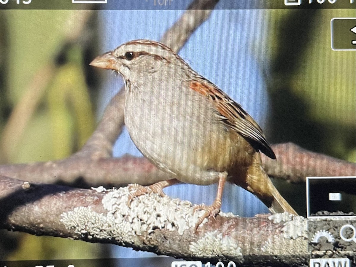 Cinnamon-tailed Sparrow - ML538376771