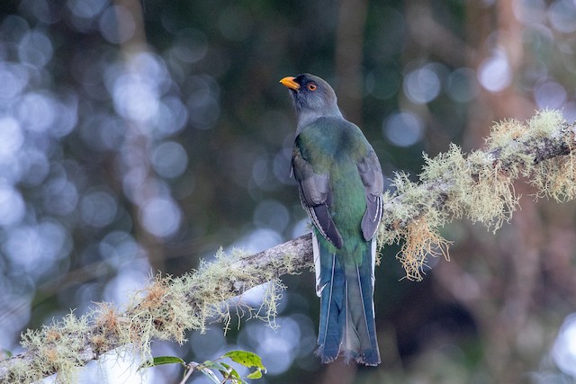 Formative Female Hispaniolan Trogon. - Hispaniolan Trogon - 