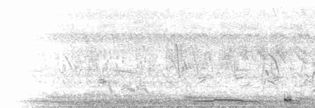  - Spotted Dove (Western)