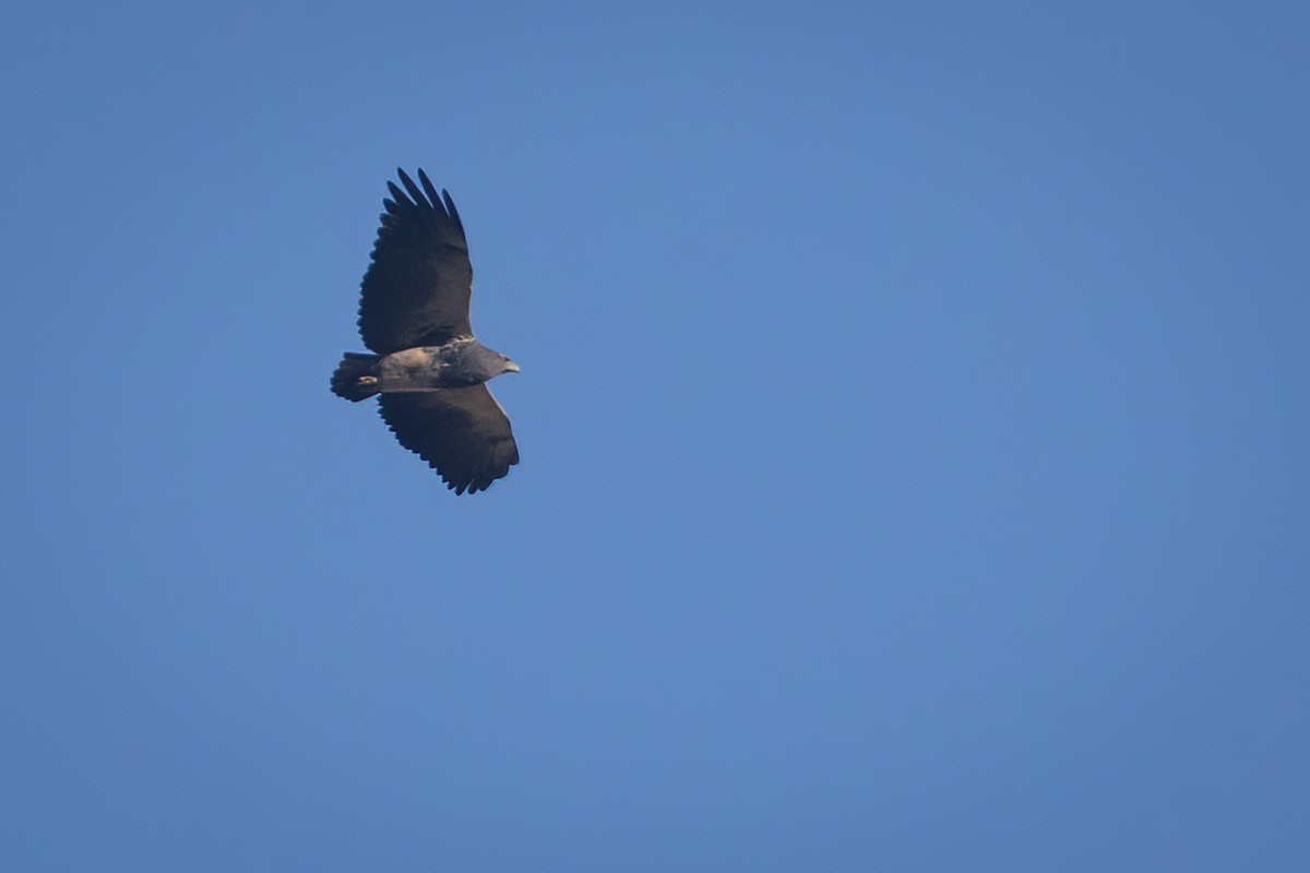 Black-chested Buzzard-Eagle - ML538381121