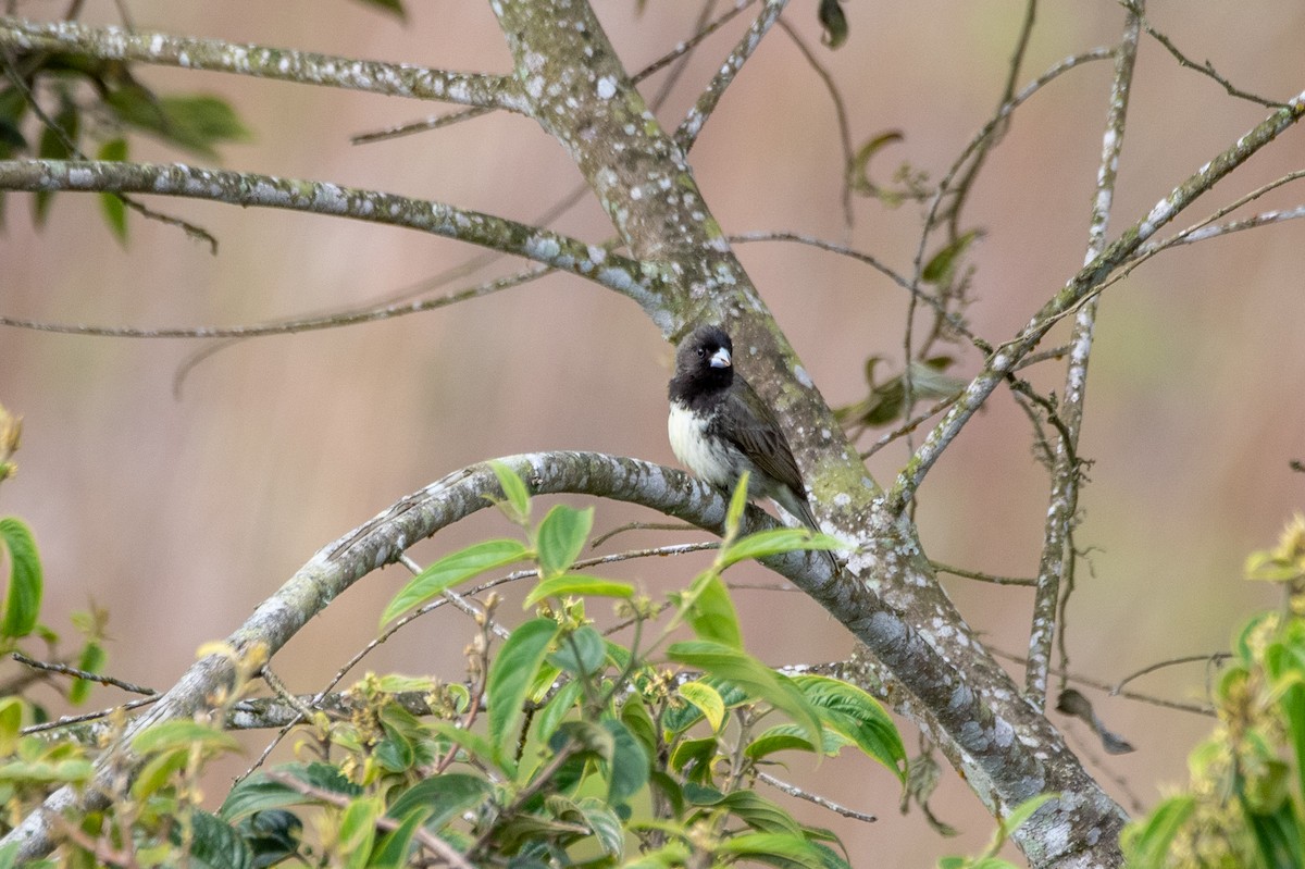 Yellow-bellied Seedeater - ML538381421
