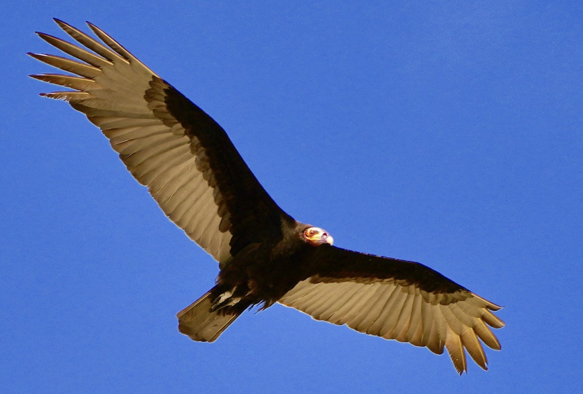 Lesser Yellow-headed Vulture - ML538383001