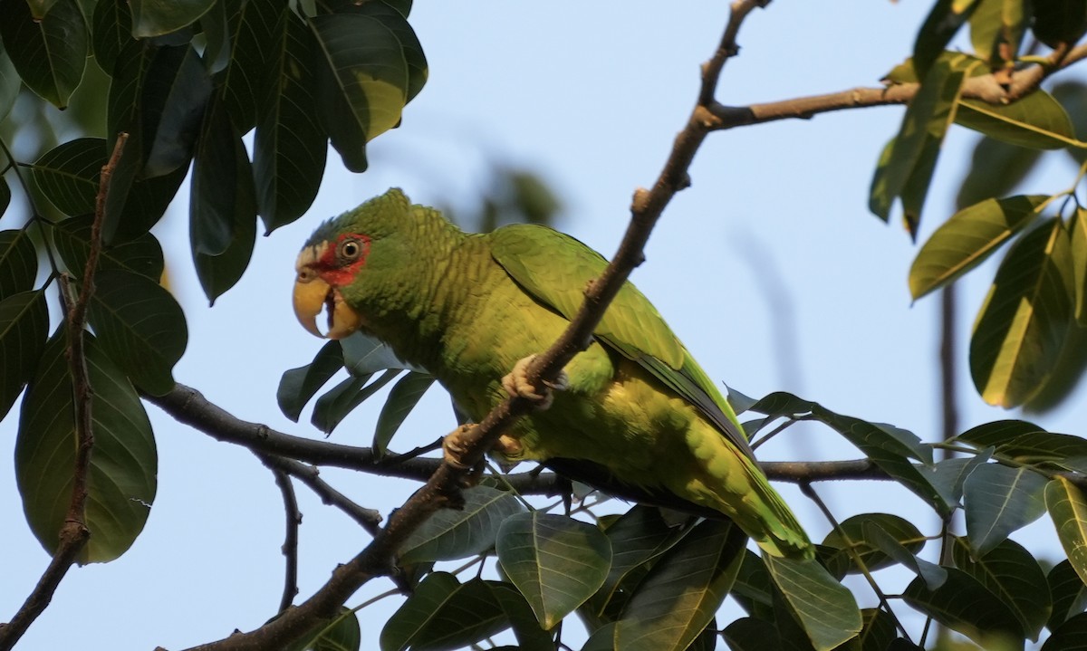 White-fronted Parrot - ML538386211